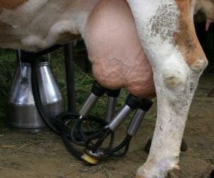 Dairy Cows are Abused in the name of product