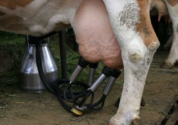 Dairy Cows are Abused in the name of product